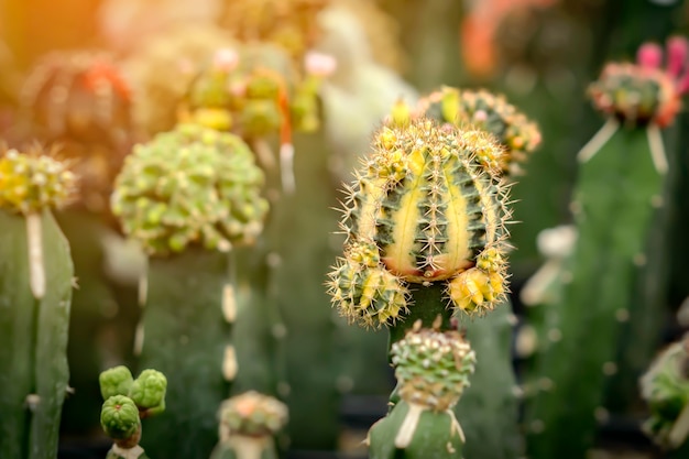 El cactus germinó durante 2 meses comenzando a tener espinas y hermosos colores.