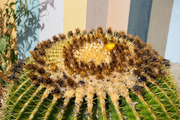 Foto cactus gigante em close-up foto conceito botânico ao ar livre suculento cactus florente de plantas tropicais