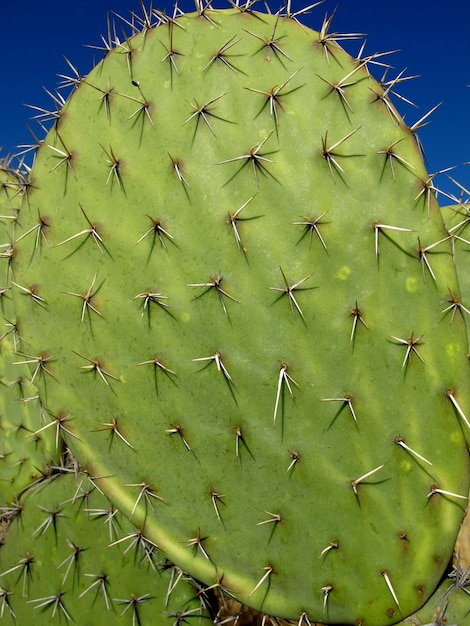 El cactus gigante en México