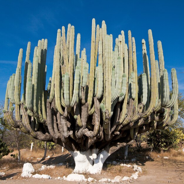 Cactus Gigante en México