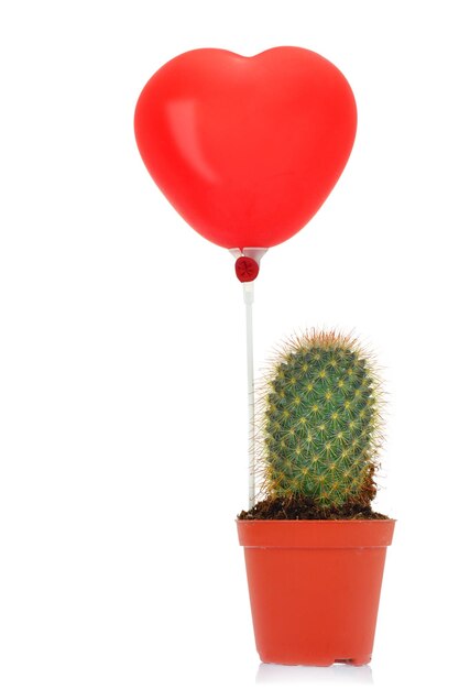 Cactus con globo de corazón leído aislado sobre fondo blanco