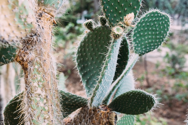 Cactus grandes en macetas cactus para decoración cactus esponjoso con agujas largas