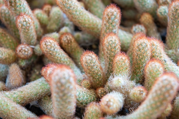 Foto cactus gymno gymnocalycium y flores de cactus en un jardín de cactus de muchos tamaños y colores