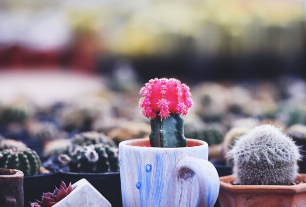 Cactus de Gymnocalycium, cactus de coloridas flores rojas hermoso en una maceta plantada en la granja del vivero del jardín