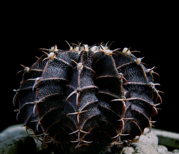 Cactus híbrido gymnocalycium mihanovichii de color negro