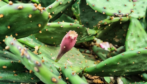 Cactus higo chumbo macro Enfoque selectivo