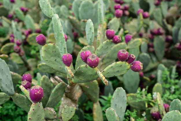 Foto cactus del higo chumbo del este