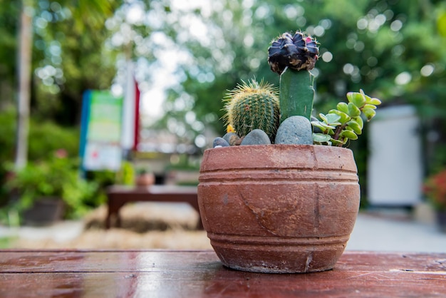 cactus, hoja de palma de azúcar, decoración en el jardín