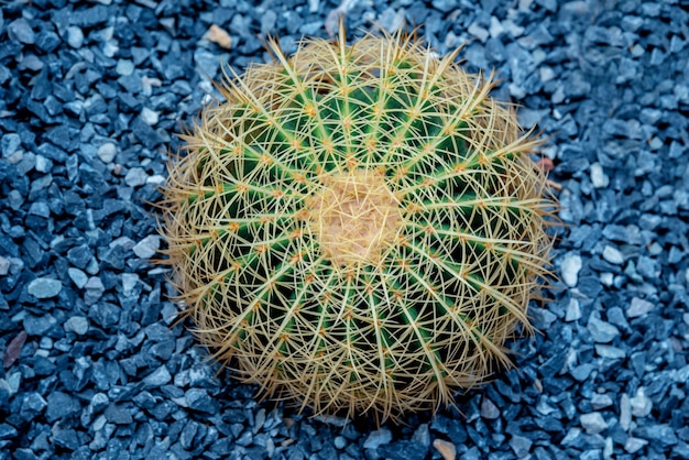 cactus, hoja de palma de azúcar para decoración, planta y árbol en el jardín