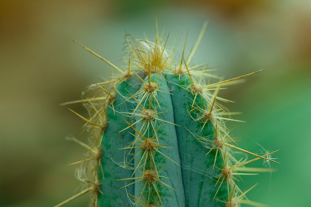 Cactus in nature Os espinhos afiados.