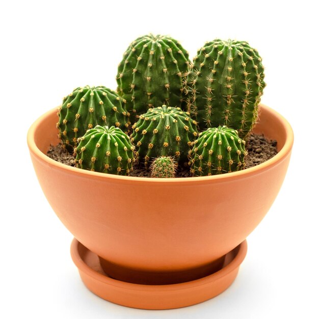 Cactus in pot