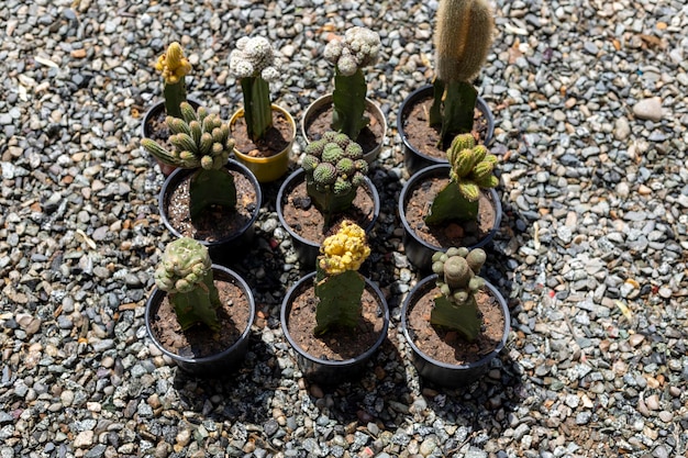 Cactus injertados plantados en macetas de plástico