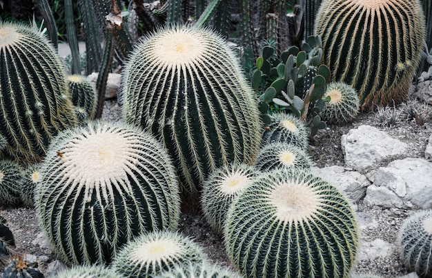 Cactus en el invernadero del jardín botánico.