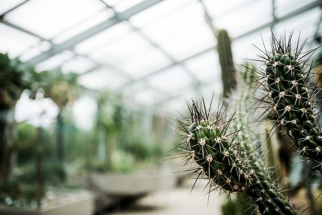 Cactus en un invernadero.