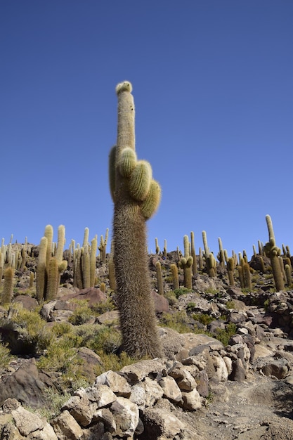 Cactus en la Isla Incahuasi dentro de las salinas más grandes del mundo Salar de Uyuni en Bolivia