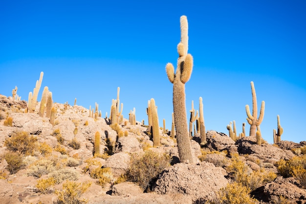 Cactus Island, Uyuni