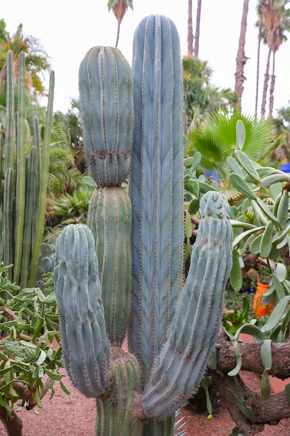 Cactus en el Jardín Majorelle en Marrakech Marruecos