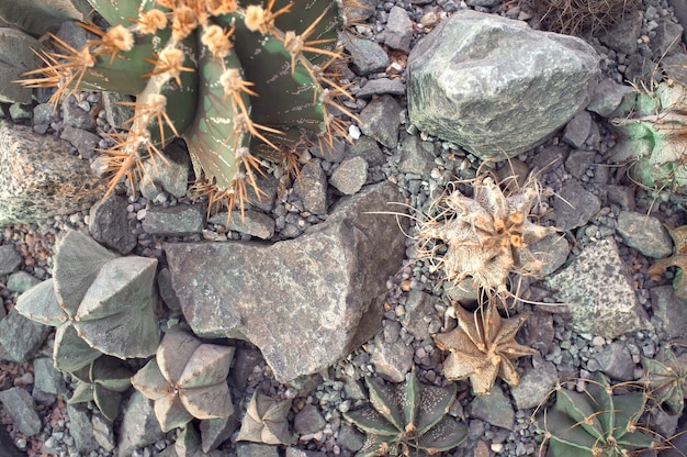 Cactus en un jardín de plantas de interior closeup