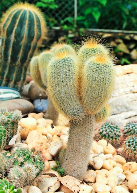 Cactus en el jardín