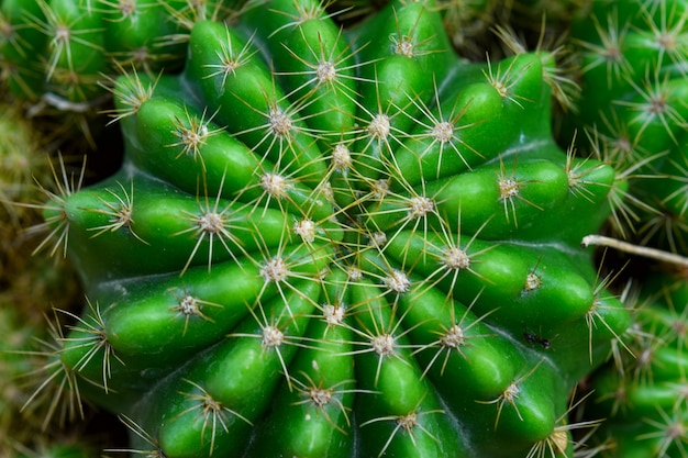 Cactus en el jardín