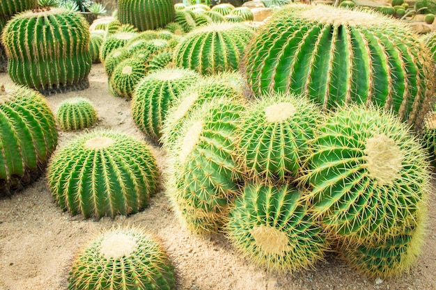 Cactus en el jardín.