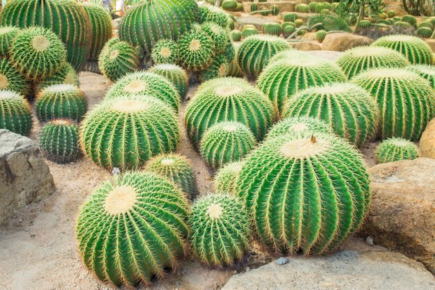 Cactus en el jardín.