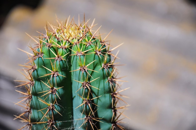 Cactus lleno de espinas en el patio trasero de una casa en Juan Lacaze Colonia Uruguay