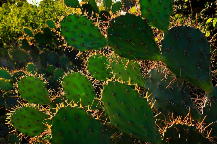 El cactus a la luz del sol