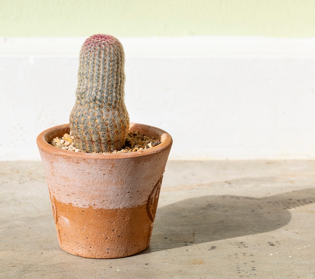 Cactus en maceta de barro sobre fondo de mesa de cemento.