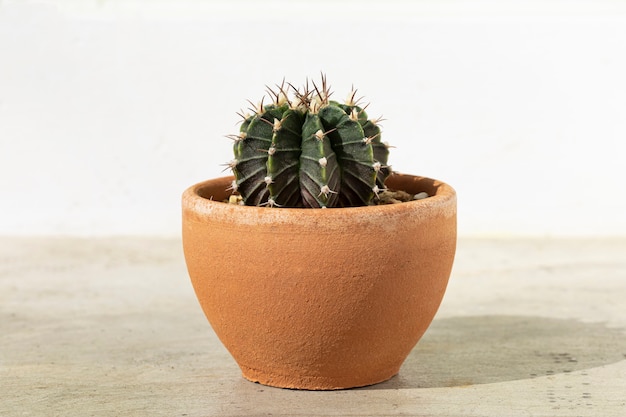 Cactus en maceta de barro sobre fondo de mesa de cemento.