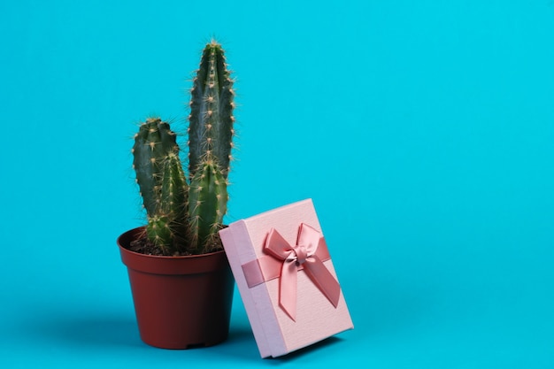 Cactus en maceta y caja de regalo en estudio azul