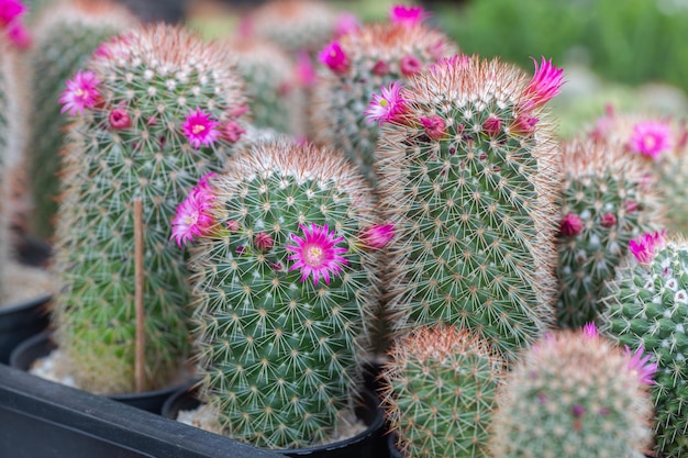 Cactus en maceta con concepto de decoración de plantas caseras de flores