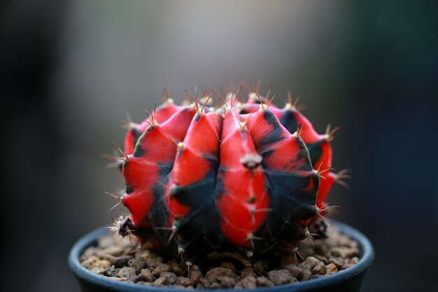 Cactus en maceta para decorar jardín imagen de estilo vintage La imagen tiene poca profundidad de campo Gymnocalycium