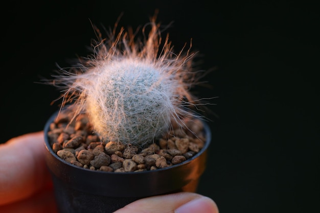 Cactus en maceta para decorar jardín imagen de estilo vintage La imagen tiene poca profundidad de campo Gymnocalycium