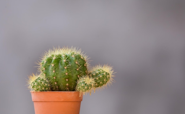 Cactus en una maceta con fondo gris