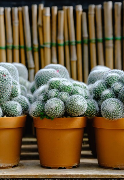 Foto cactus en maceta y fondo