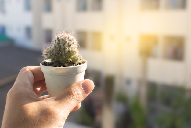 Cactus en una maceta con luz suave