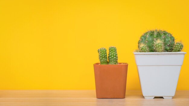 Cactus en maceta en mesa de madera