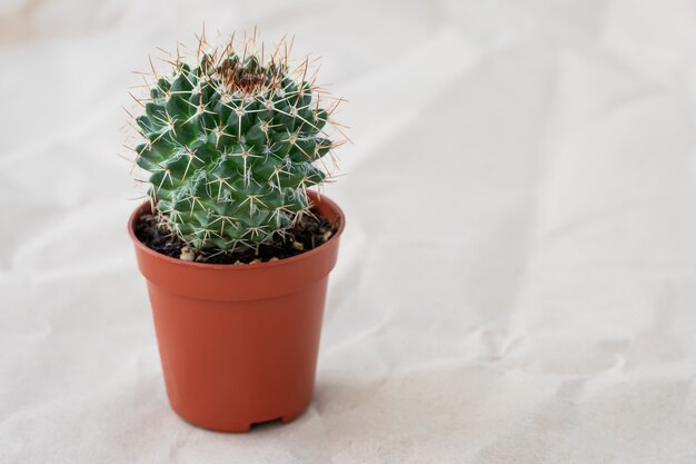 Cactus en maceta. Pequeña planta de interior en maceta sobre papel arrugado