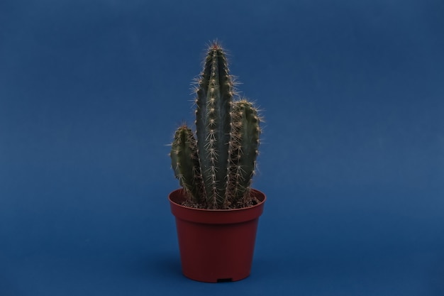 Cactus en maceta sobre un fondo azul clásico