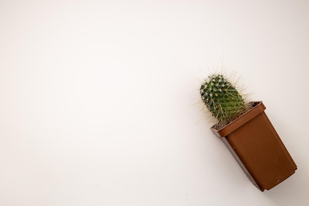 Cactus en maceta sobre fondo blanco.