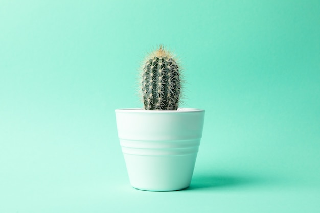 Cactus en maceta sobre fondo de menta, espacio para texto