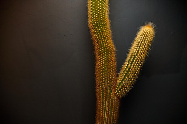 Cactus en maceta sobre mesa de madera y fondo de cemento azul con espacio de copia puede usarse para el diseño