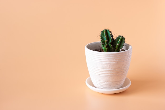 Cactus en una maceta sobre una superficie beige. Plantas de interior