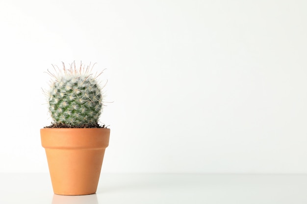 Foto cactus en maceta sobre superficie blanca