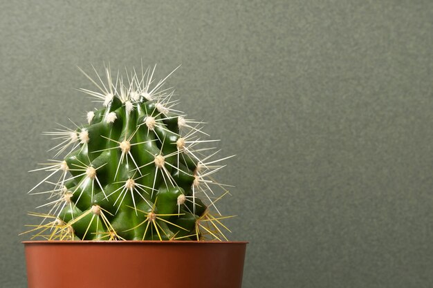 Foto cactus en macetas marrones sobre gris