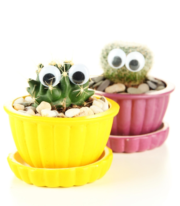 Foto cactus en macetas con ojos divertidos aislados en blanco