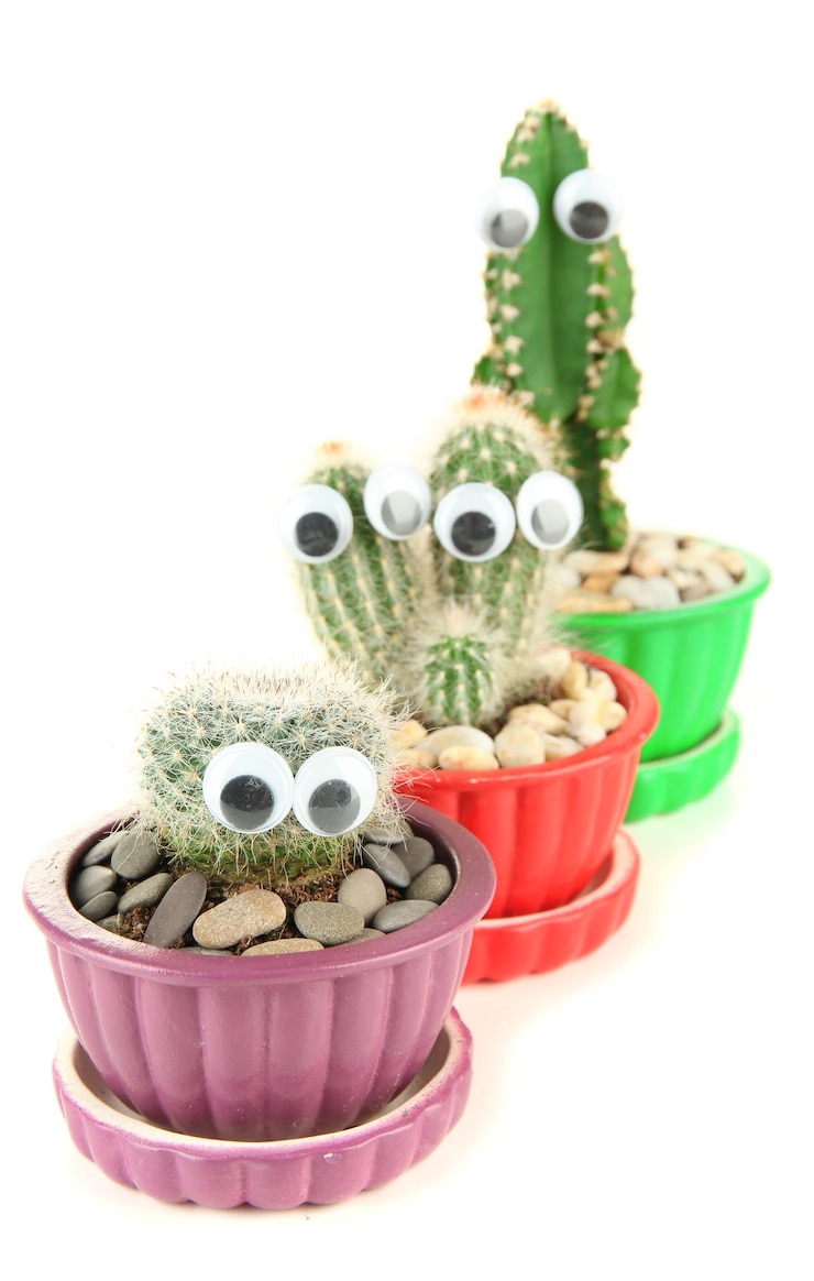 Foto cactus en macetas con ojos divertidos aislados en blanco