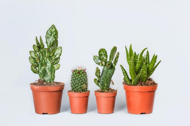 Cactus en macetas de plástico sobre un fondo gris