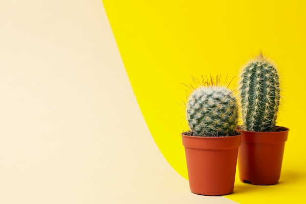 Cactus en macetas sobre fondo de dos tonos, espacio para texto